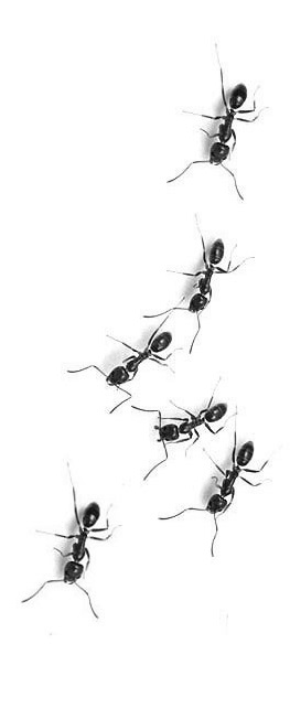 ants-pests-argentine1_bw